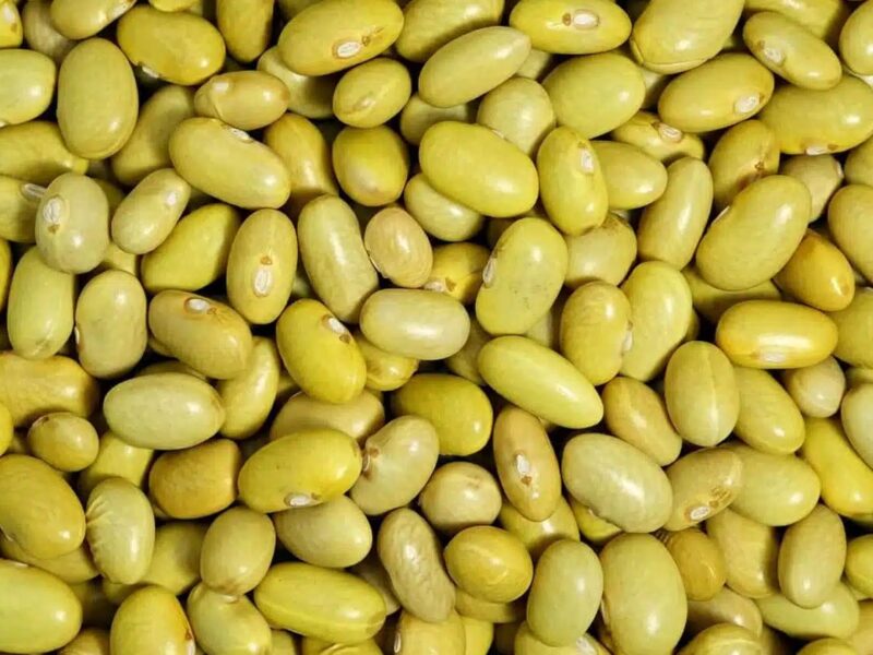 Canary Bean