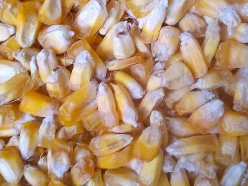 Province Cancha Corn