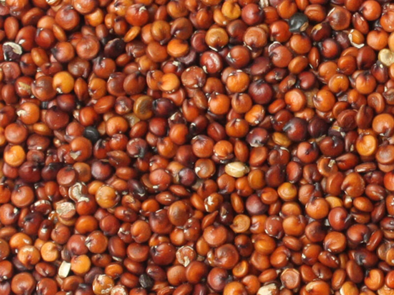 Quinua Roja